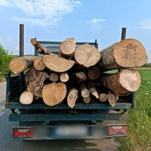 Bărbat surprins transportând lemne fără documente legale în Titu