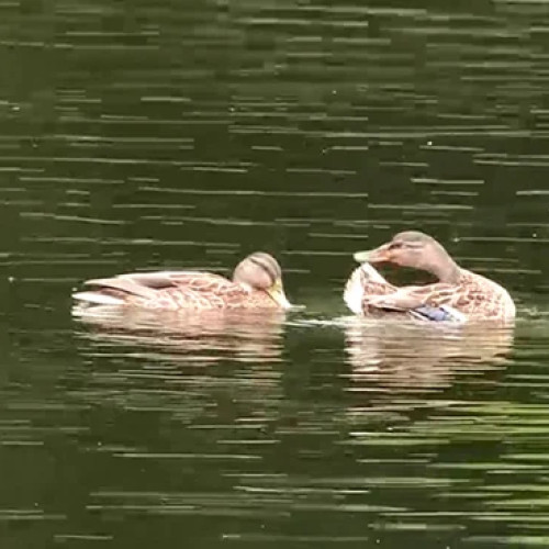 garda de mediu va sesiza parchetul după moartea ratelor din parcul crang