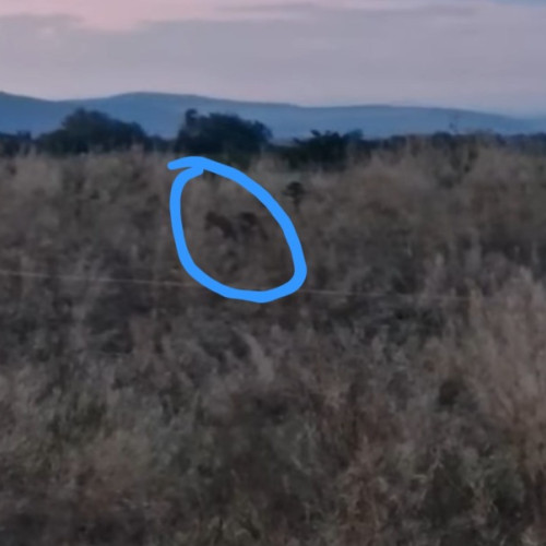 Un sacal, animal sălbatic, a fost observat în comuna Păiuș, satul Păiuș, anunță sursa Salut Făgăraș. Potrivit primarului Ovidiu Oveșea, animalul a fost văzut marți, în spatele cimitirului din sat. El recomandă localnicilor să fie atenți și să manifeste precauție în timpul deplasărilor, mai ales după inserare sau pe timpul nopții.