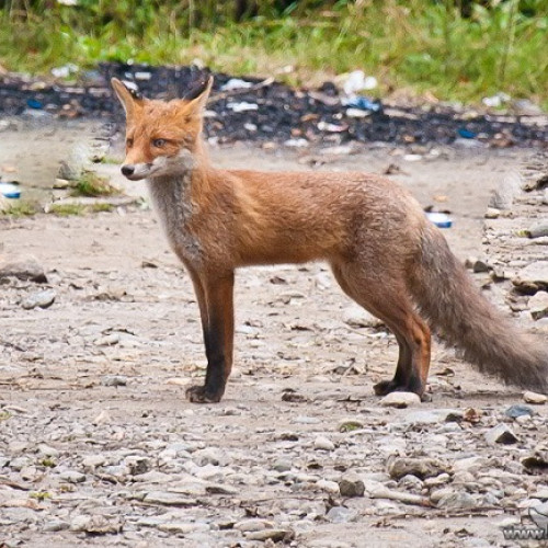 Vulpe speriată capturată în Parcul Industrial Prejmer