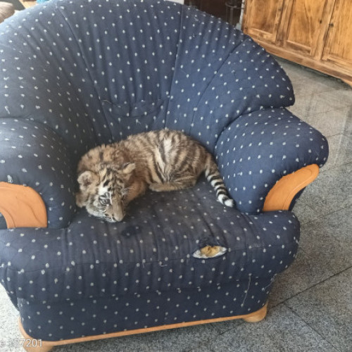 Garda Națională de Mediu a sancționat un centru de animale din Dambovița pentru condiții ilegale