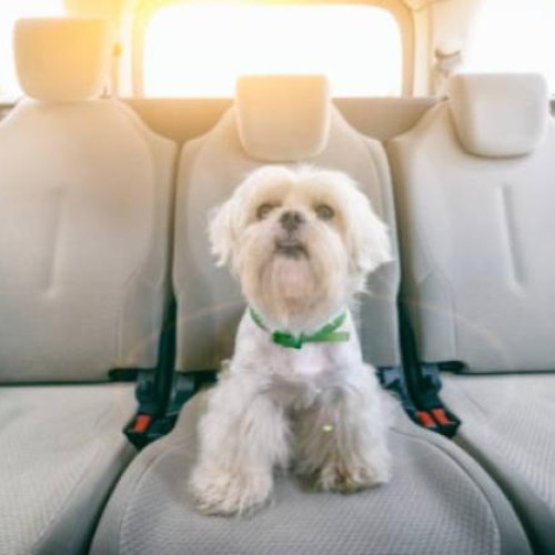 călătorie cu câinele: incident neplăcut cu șoferul unei aplicații de transport