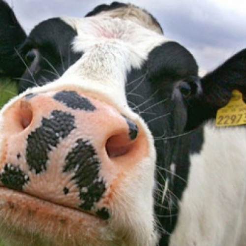 Focar de rabie confirmat la o bovină în comuna Hudesti