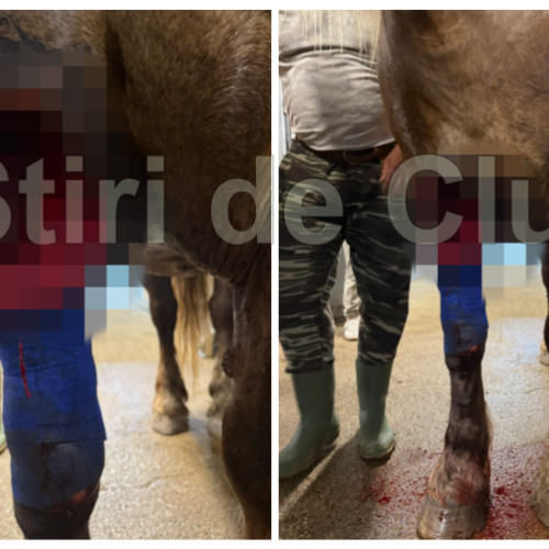 Incidente grave în zona Grigorescu din Cluj. Un proprietar de cai a avut parte de o noapte terifiantă, după ce zeci de cai au fost speriați și au fugit din zona împrejmuită cu gard electric. În timpul căutărilor, două iepe, care aveau pui, au fost găsite grav rănite, suspectându-se un atac al unui animal salbatic.