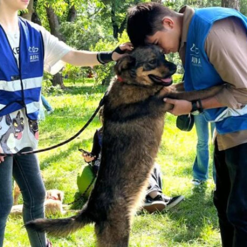Targ de adopții pentru câini în Parcul Izvor, organizat de primăria București