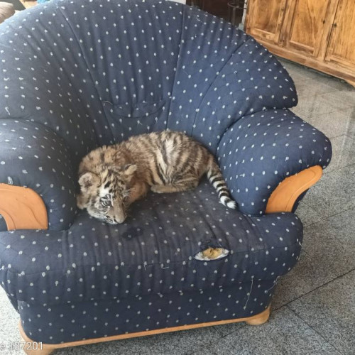 descoperire șocantă în dambovița: o grădină zoologică ilegală la Picior de Munte