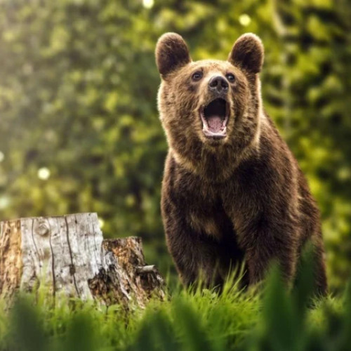 Sfaturi pentru turisti în contact cu ursii în zonele montane