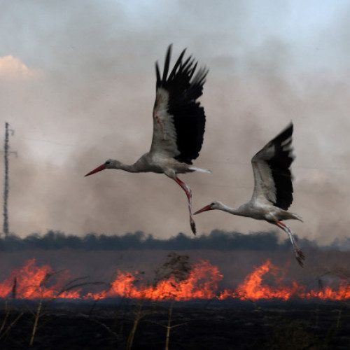 Festivalul de film Tribeca din 2025 din New York a prezentat premiera mondială a peliculei „Războiul prin ochii animalelor”, o lucrare care abordează conflictul dintre Rusia și Ucraina dintr-un unghi diferit. Filmul documentează experiențele mai multor specii de animale, precum vaci, iepuri și lupi, în timpul războiului. Potrivit unor surse, în cadrul evenimentului, s-a evidențiat modul în care războiul afectează mediul și fauna locală.