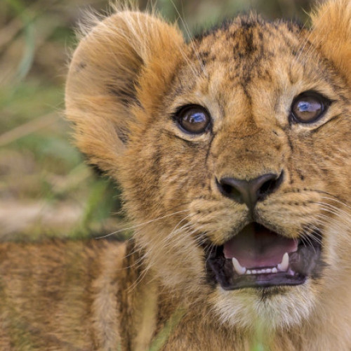 restaurant din China oferă experiențe cu pui de leu, atrăgând critici pentru bunăstarea animalelor