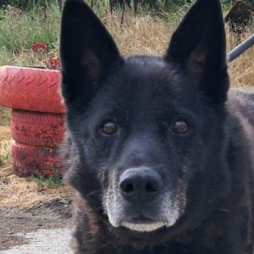 Un câine bătrân, în căutarea unei case și a iubirii