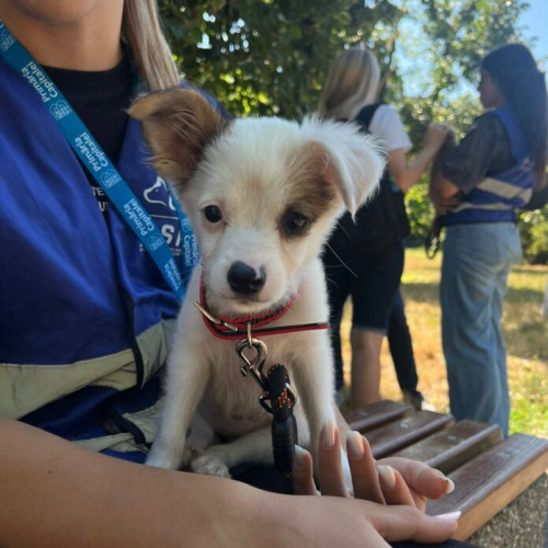 Zi plină de bucurie pentru adăposturile de animale din București