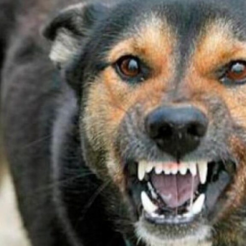 prima victimă de rabie din ultimii 13 ani: un bărbat de 44 de ani a murit după ce a fost mușcat de un câine vagabond