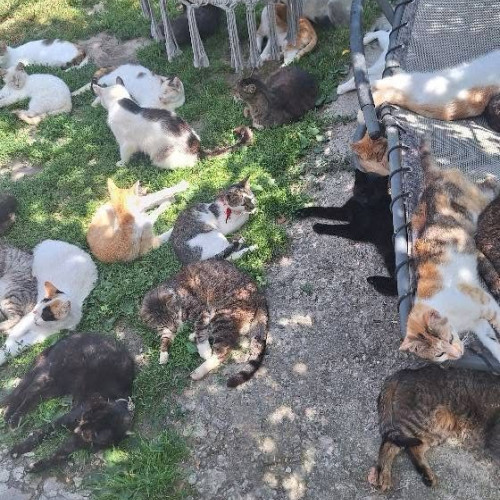 Femeie din Botoșani crește peste 200 de pisici, vecinii se plâng de miros și zgomot