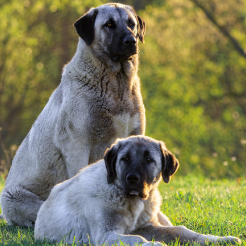 Tânăr rănit grav după atacul câinilor din rasa ciobănesc Kangal în Munții Făgăraș