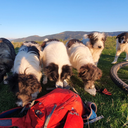 Tânăr de 21 de ani atacat de câini pe trasee montane din Sibiu