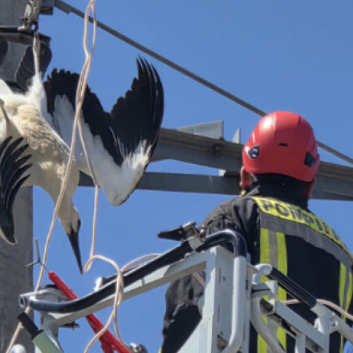 O pasare de mari dimensiuni a fost salvata duminica, după ce a rămas suspendată în aer, prinsă într-un cablu de înaltă tensiune. Incidentul a avut loc în comuna Malu și a stârnit un act de solidaritate din partea autorităților și a localnicilor.