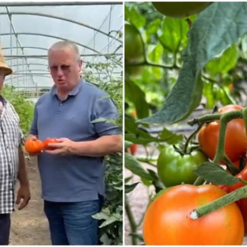 Deputatul PSD Cluj, Remus Lăpușan, continuă turneul său în județ pentru a sprijini fermierii locali. De această dată, el a fost prezent la fermierul Adrian Macicasan, un crescător de tomate din Jucu.