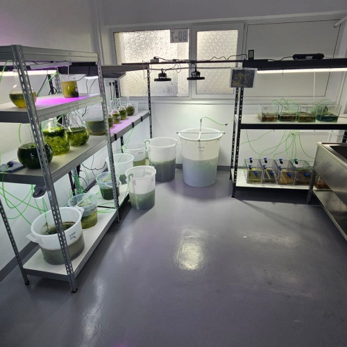 INCDM „Grigore Antipa” își extinde infrastructura pentru cercetarea algelor marine