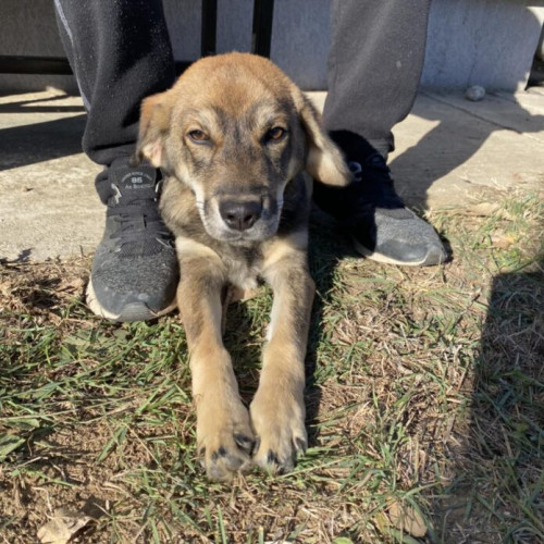 Primăria București, prin ASPA, oferă gratuit servicii de sterilizare și microcipare pentru câinii de rasă comună