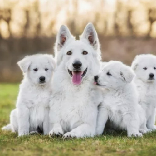 Consiliul Județean Cluj lansează un program amplu pentru gestionarea populației canine din județ, cu o finanțare de 500.000 de lei. Potrivit oficialilor, fondurile vor acoperi microciparea, înregistrarea și sterilizarea gratuită a câinilor de rasă comună cu stăpân, dar doar pentru persoanele fizice care dețin câini în județ, cu excepția municipiului Cluj-Napoca.