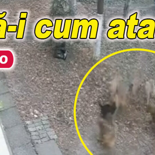 Haita de câini specializată în uciderea pisicilor, urmărită de camerele de supraveghere în cartierul Crâng, Buzău