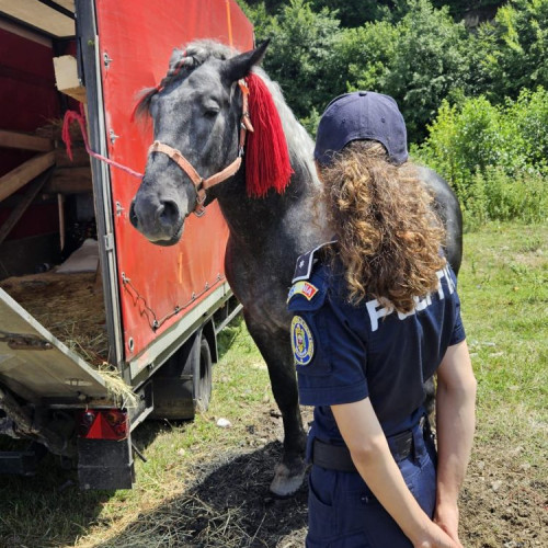 politiștii au asigurat ordinea la festivalul ecvestru din Suciu de Sus