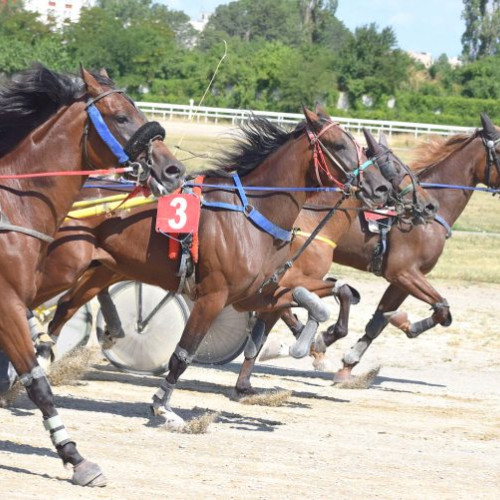 Reuniune hipică dedicată trapului la Ploiești