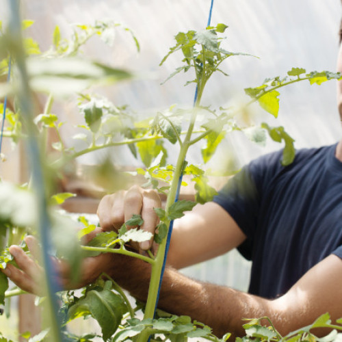 Elevii unui liceu agricol din Maramureș renunță la vacanță pentru a recolta culturile cultivate pe parcursul anului școlar