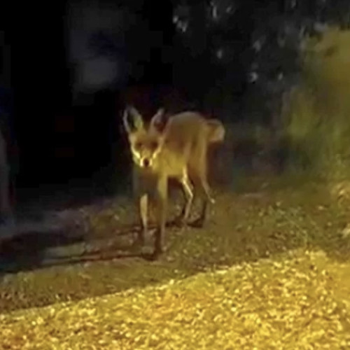 Un animal necunoscut, posibil un sacal, văzut în cartierul Someșeni din Cluj-Napoca