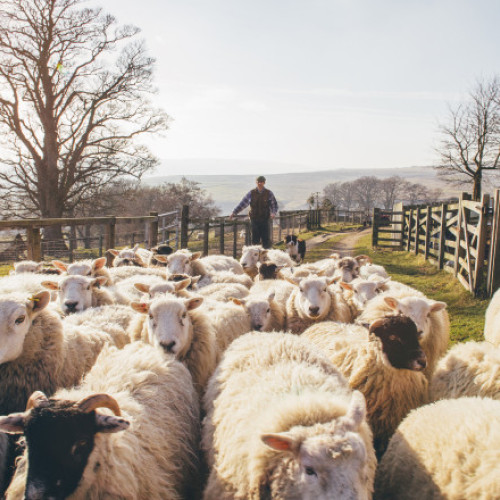 Apia emite adeverințe pentru fermierii crescători de animale care doresc să obțină credite bancare