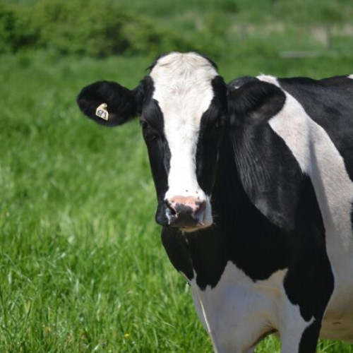 trafic blocat pe autostrada A3 București-Ploiești după ce vaci au ieșit pe drum