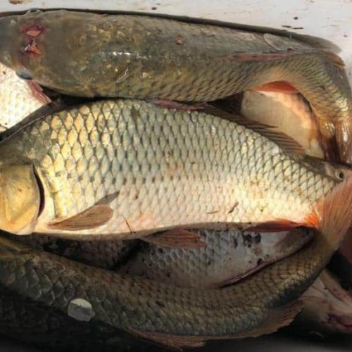 Seara pescarilor, un eveniment tradițional, se va desfășura sâmbătă la Limba