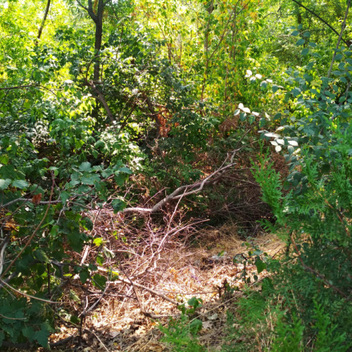 Primăria Galați a atribuit în sfârșit contractul pentru crearea noilor &quot;plamani verzi&quot; în oraș, după o a doua încercare. Potrivit portalului de achiziții publice, asocierea Green Tree Brăila - Recon Silv a câștigat licitația organizată de autoritatea locală. Aceasta va realiza amenajarea a peste 65.000 de metri pătrați de păduri urbane.