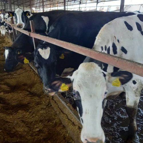 Fermier din Botoșani solicită insolvența pentru firma sa