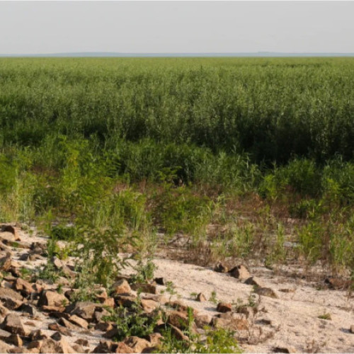 regenerarea naturii în urma distrugerii barajului de pe Nipru din Ucraina