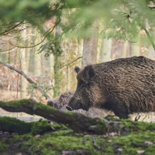 Dezechilibru major în fauna sălbatică în județul Gorj