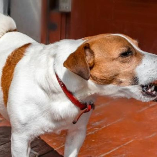 Câine care latră nonstop în Cluj-Napoca stârnește nemulțumiri în cartier