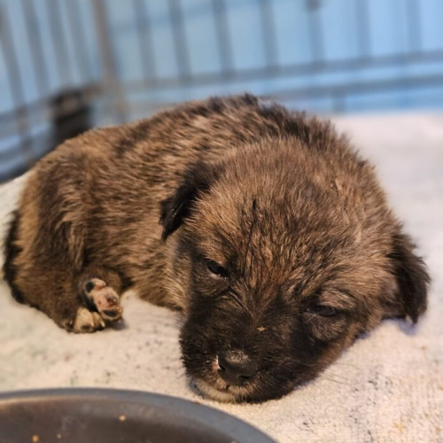 temperaturile extreme din vara agravează problema animalelor fără stăpân rănite pe stradă