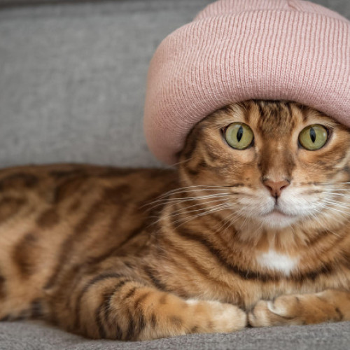 România, lider în Europa în deținerea de pisici