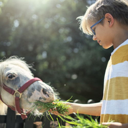 temperaturi ridicate aduc modificări în viața animalelor de la grădina zoologică din Galați