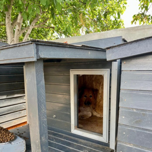 ASPA București a inaugurate noi tarcuri pentru câini în adapostul din Mihăilești