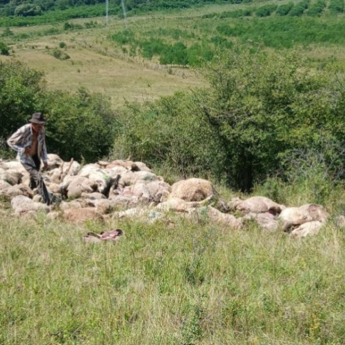 Lupii au atacat o stână din comuna Păru, satul Gridir, și au ucis aproximativ 100 de oi