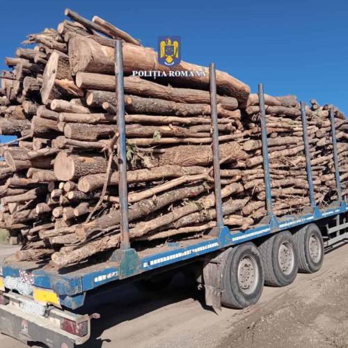 Polițiștii din Alba au confiscat aproape 80.000 de lei în lemn ilegal și au aplicat amenzi în urma unor controale comune cu Garda Forestieră