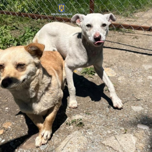 Bărbat din Ibaști, amendat pentru abandonarea a doi cățeluși în extravilanul comunei Sendriceni
