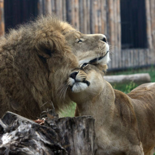 Gradina Zoologică din București a fost redeschisă după ce a fost închisă temporar din cauza fenomenelor meteorologice extreme din data de 17 iulie. În timpul închiderii, au fost efectuate diverse lucrări pentru a remedia pagubele, printre care curățarea arborilor căzuți, repararea gardurilor de protecție și a adăposturilor afectate, precum și refacerea traseelor de acces. Potrivit informațiilor, toate animalele au fost în siguranță și monitorizate constant de echipe specializate.