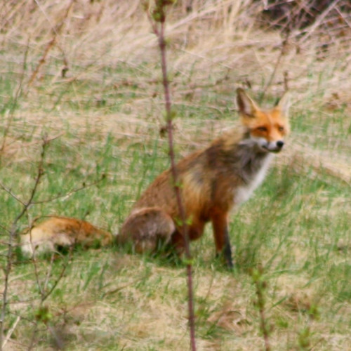Un nou caz de rabie în județul Botoșani
