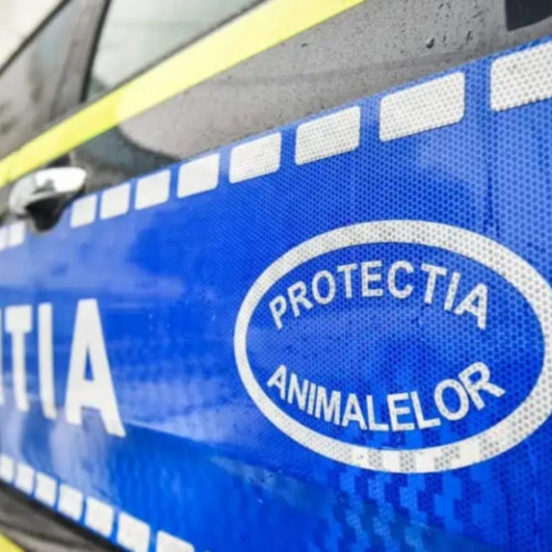 <|タイトル|>
Galateancă amendată pentru cruzime față de animale