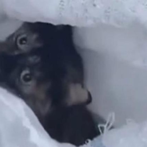 O pisică numită Tortie, după culoarea blănii sale calde, a fost găsită într-o stare de confuzie, fără a scoate niciun sunet. Salvatorii au descoperit-o și au eliberat-o din sacul în care fusese probabil abandonată. Privirea ei era greu de descris; nu exista frică sau agresivitate, ci doar o privire pierdută și linistită.