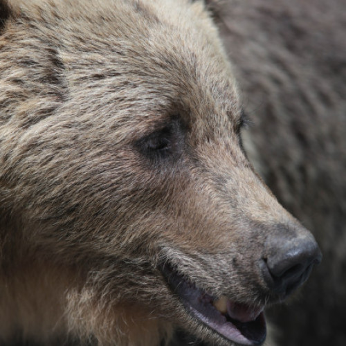 Ministra Mediului discută despre controale pentru gestionarea urșilor în zonele rurale