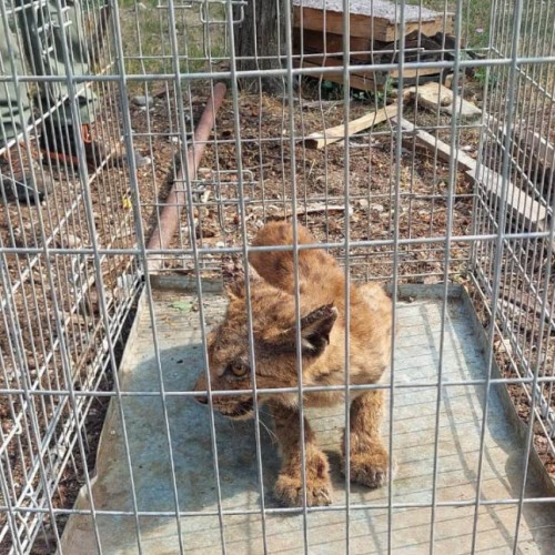 Poveste neobișnuită din Runcu: jandarmi montani, împreună cu polițiști locali și reprezentanți ai Ocolului Silvic, au prins un râs care stătea în curtea unui localnic